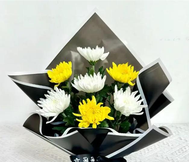 大叶桉的花语是什么？怀菊花的花语象征与寓意是什么？