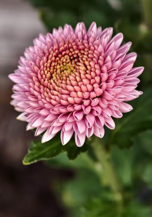 大叶桉的花语是什么？怀菊花的花语象征与寓意是什么？