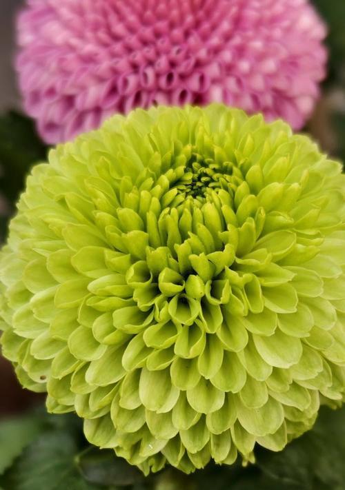 大叶桉的花语是什么？怀菊花的花语象征与寓意是什么？