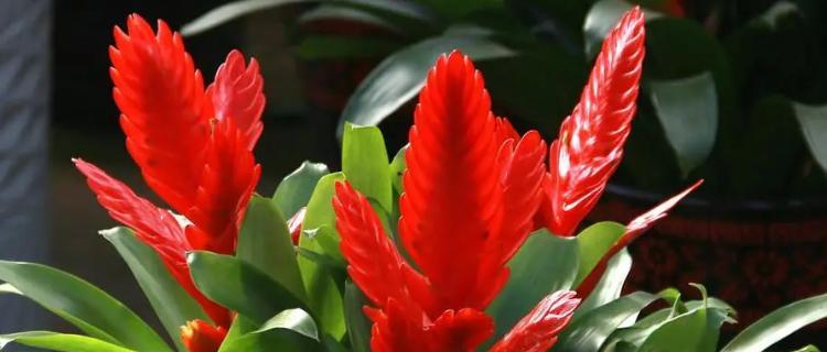 凤梨的花语是什么？凤梨象征着什么植物？