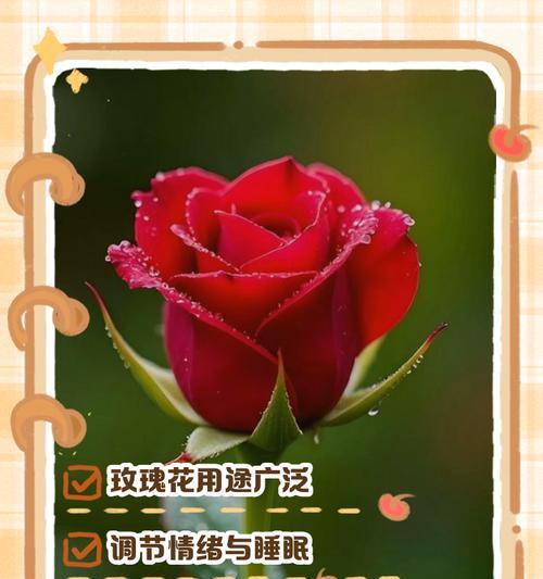 十朵玫瑰花传递了哪些情感？