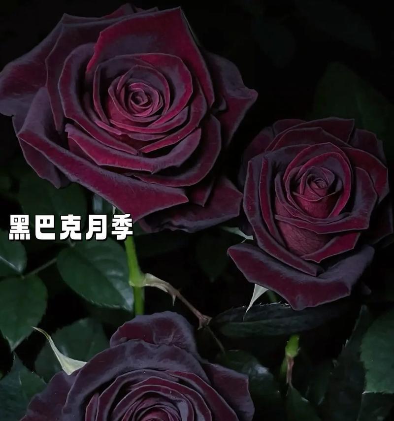 28号这个日期对应的花语是什么？
