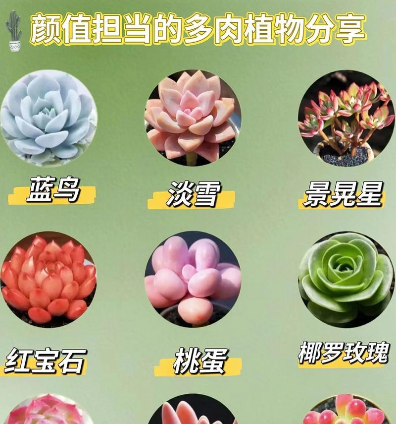多肉造景的花语有何含义？它代表了什么？