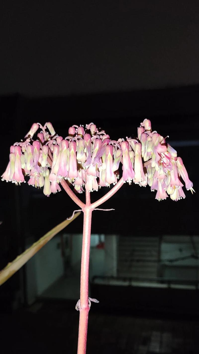 多肉造景的花语有何含义？它代表了什么？