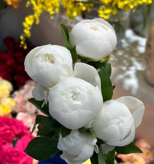 白色芍药花语是什么？白色芍药代表了什么？