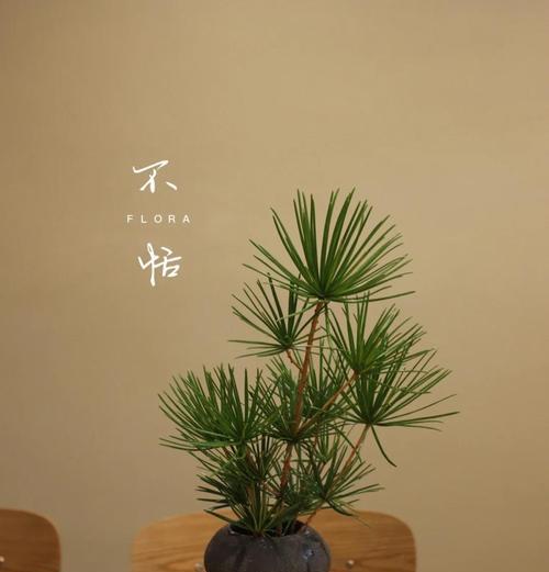 极简浪漫的花语有何含义？极简浪漫代表什么？