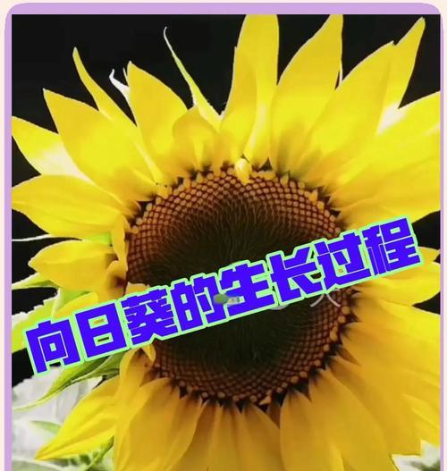 向日葵的霸气花语有何独特之处？