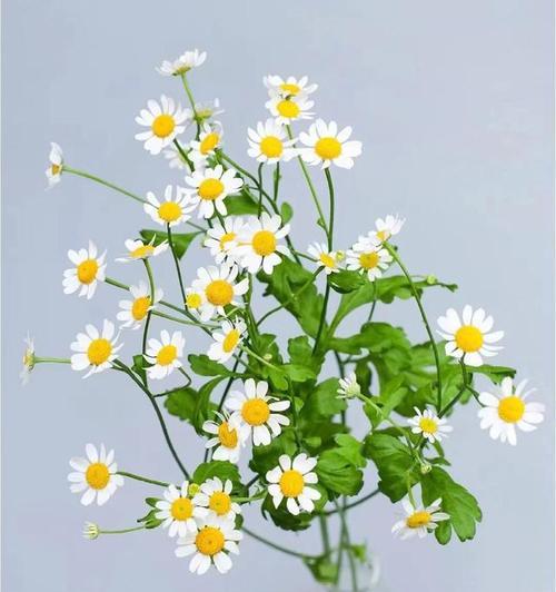 贡菊的花语和特点是什么？它代表了什么？