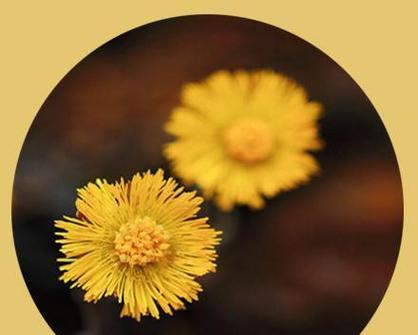 贡菊的花语和特点是什么？它代表了什么？