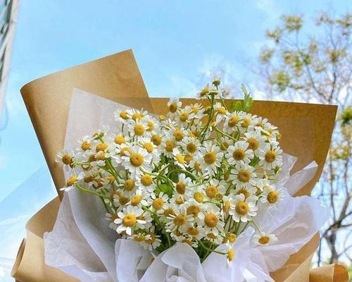 贡菊的花语和特点是什么？它代表了什么？