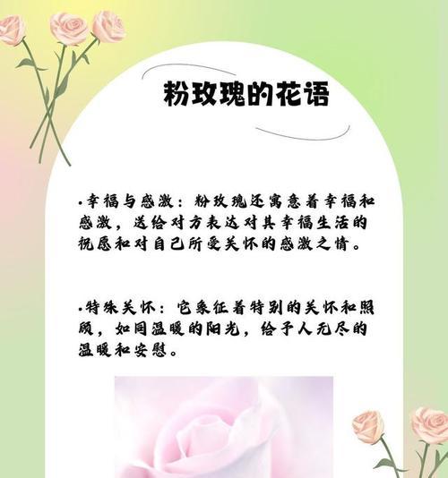 表达关心关爱的花语有哪些？