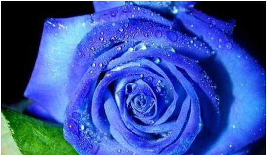 父亲节送蓝色玫瑰花有何含义？代表了什么情感？