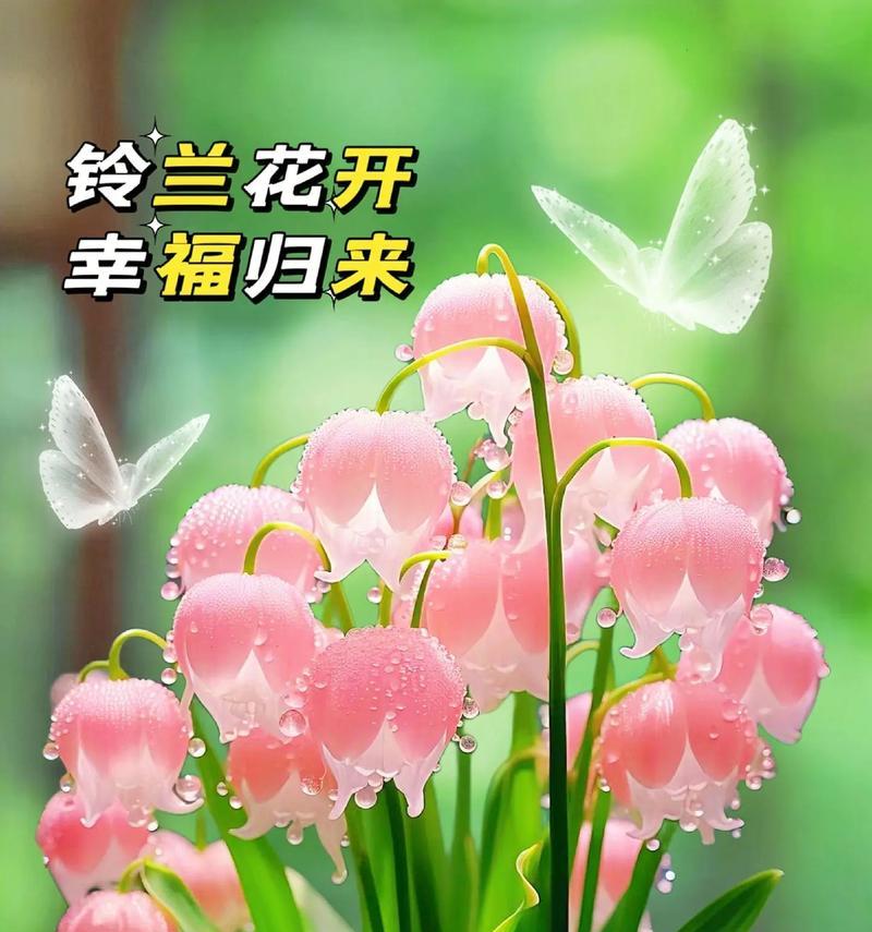 铃兰的花语有何寓意？