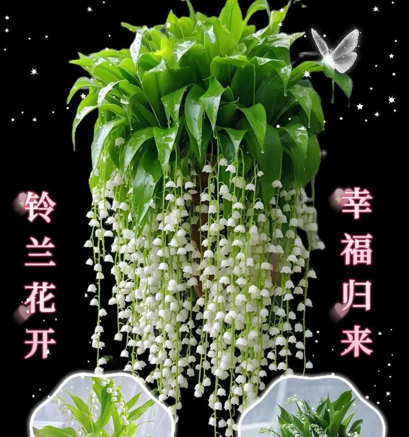 铃兰的花语有何寓意？