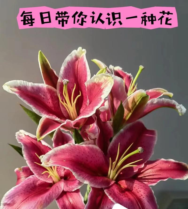 黑百合象征着怎样的爱情？
