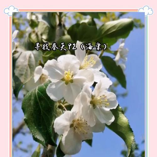 海棠花语和寓意揭示了什么？