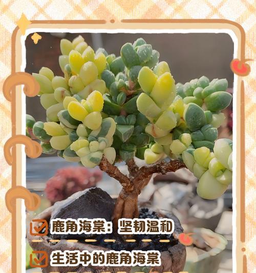 海棠花语和寓意揭示了什么？