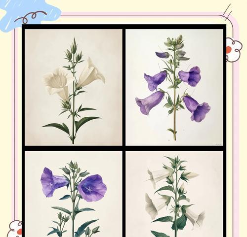 花语笔记中的风铃草代表什么？它有何特别含义？