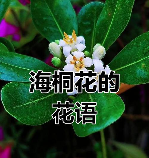 树的花语代表什么？如何理解树的花语？