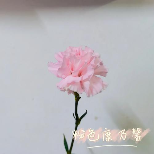 康乃馨和玫瑰的花语有何不同？康乃馨玫瑰代表什么？