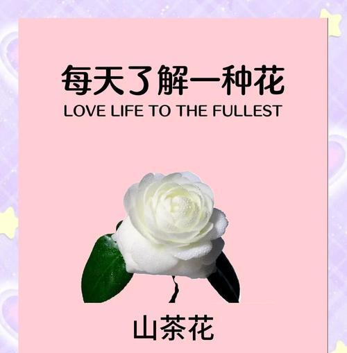 香奈儿标志背后的花语有何深意？