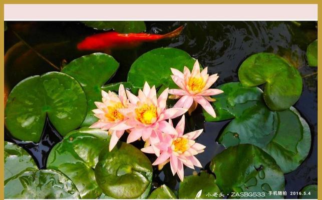 三个人抓鱼这一花语代表什么？有何寓意？