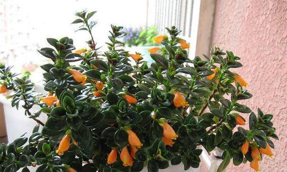 三个人抓鱼这一花语代表什么？有何寓意？