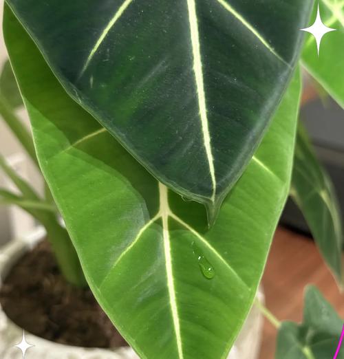 绿天鹅海芋的花语和寓意是什么？它适合什么场合？