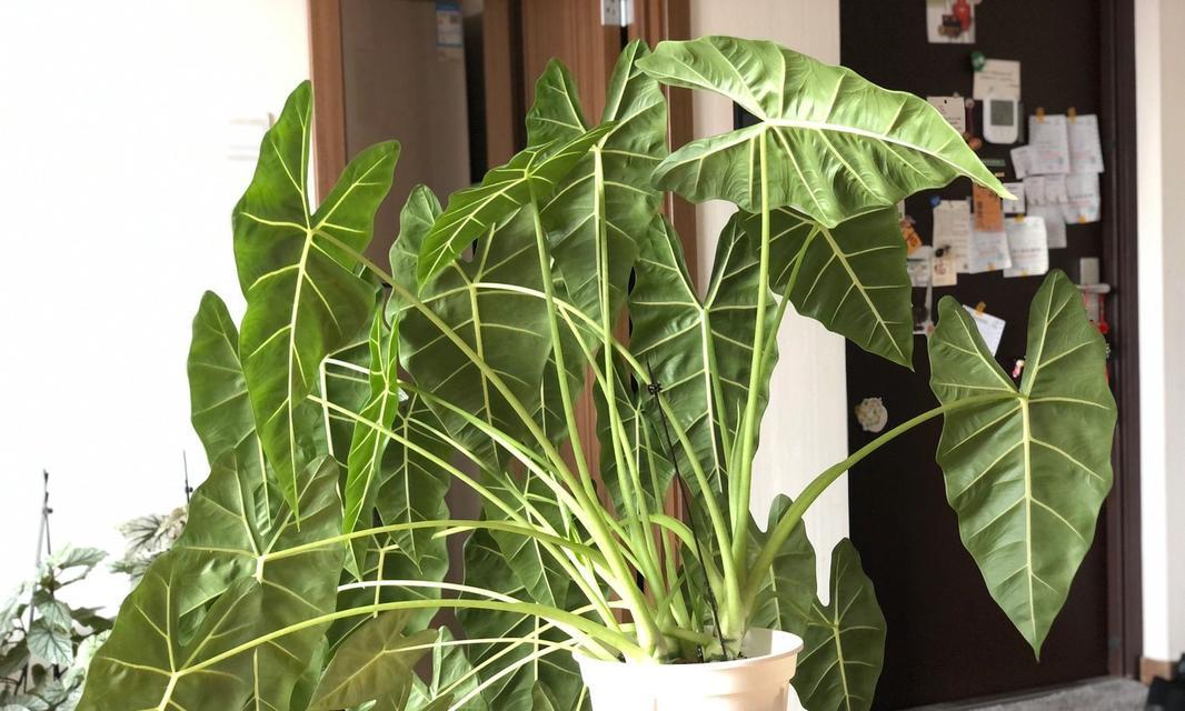 绿天鹅海芋的花语和寓意是什么？它适合什么场合？