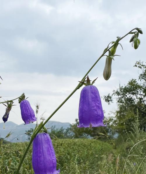 紫铃铛花语有何寓意？紫铃铛代表什么？