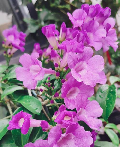 紫铃铛花语有何寓意？紫铃铛代表什么？