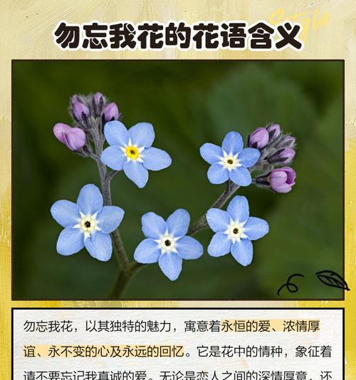 有关真诚的花语是什么呢？哪种花象征真诚的心？