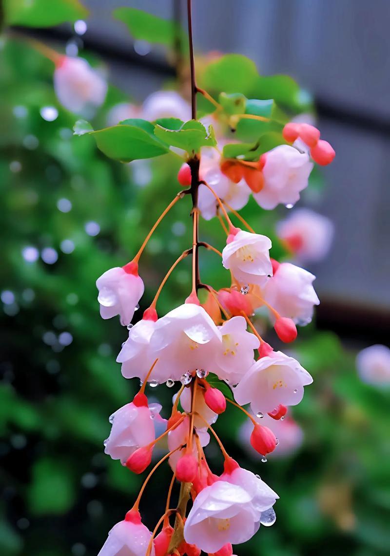 吉米花的花语和寓意有何特别之处？