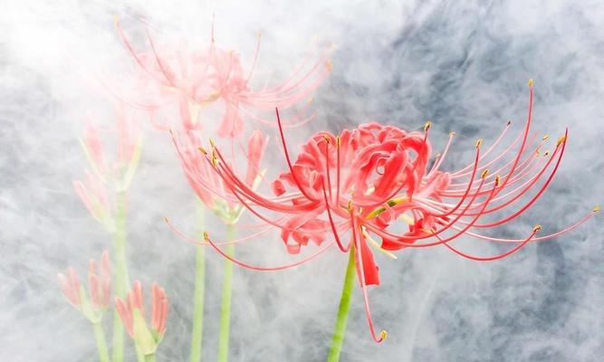 戍边革命先烈的花语有何象征？