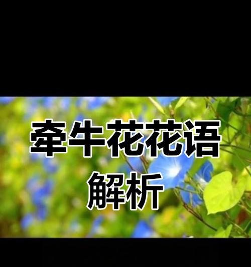 爱情名花的花语和寓意有何特别之处？爱情名花的花语是什么？