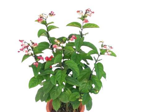 水龙吐珠花束的寓意是什么？