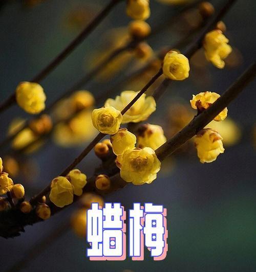 蜡梅的花语寓意和象征是什么？
