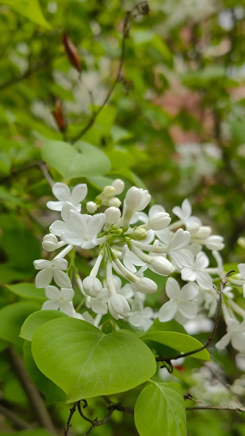 丁香花花语是什么？丁香花在花语中象征着什么？