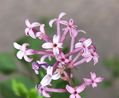 丁香花花语是什么？丁香花在花语中象征着什么？