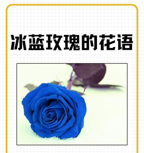 复色红白玫瑰的花语代表了什么含义？它象征着什么？