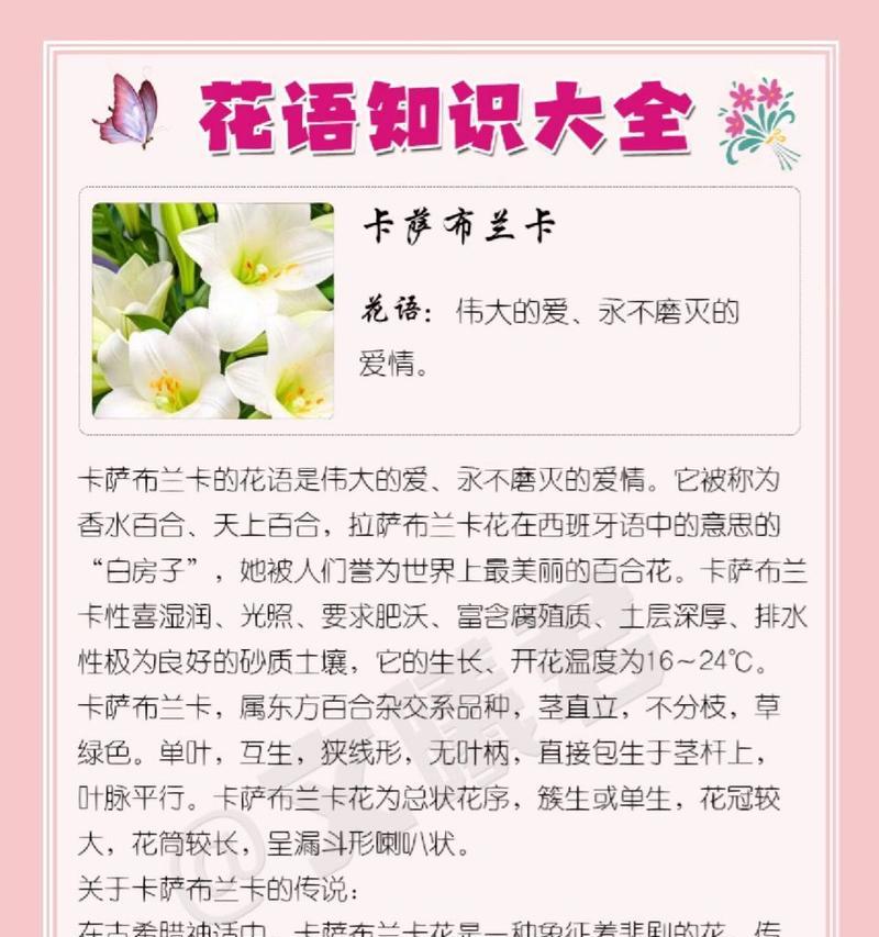 平静爱情的花语代表了什么？