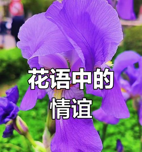 平静爱情的花语代表了什么？