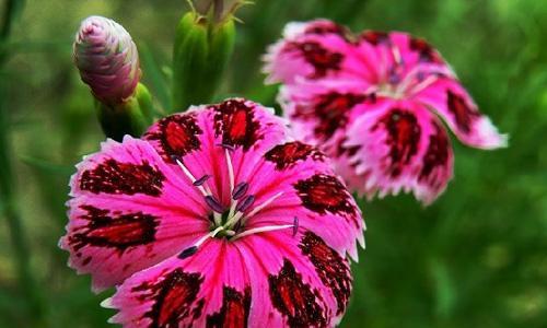野兰花代表的花语是什么？