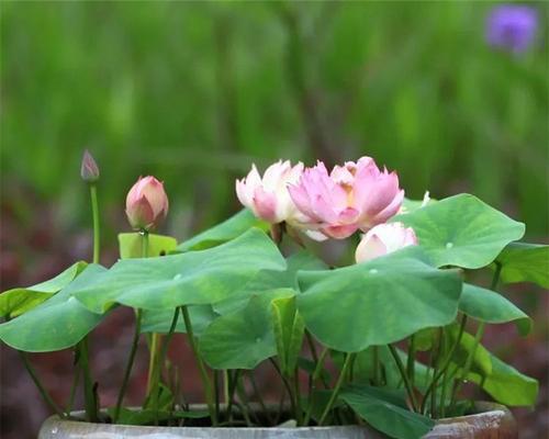 碗莲的花语有哪些含义？适合什么场合？
