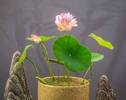 碗莲的花语有哪些含义？适合什么场合？