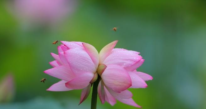 并蒂花的花语代表了什么？
