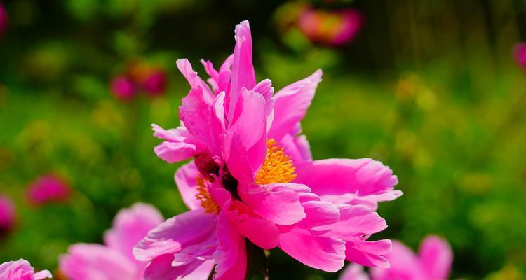 并蒂花的花语代表了什么？