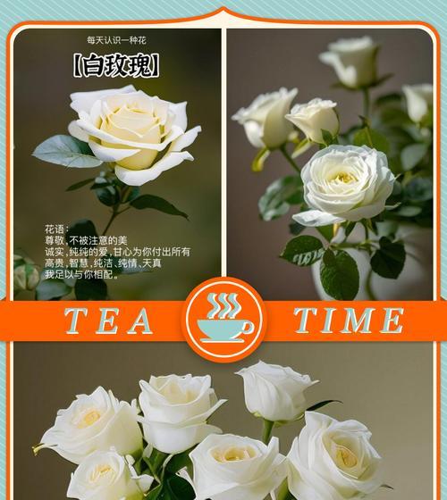 白玫瑰和栀子花的花语及寓意是什么？它们各自代表了什么？