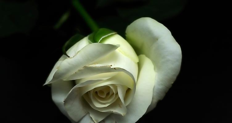 白玫瑰和栀子花的花语及寓意是什么？它们各自代表了什么？