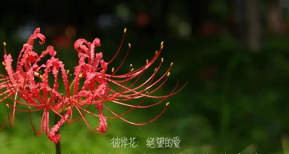 什么花的花语是执着？哪种花代表坚定不移的爱情？